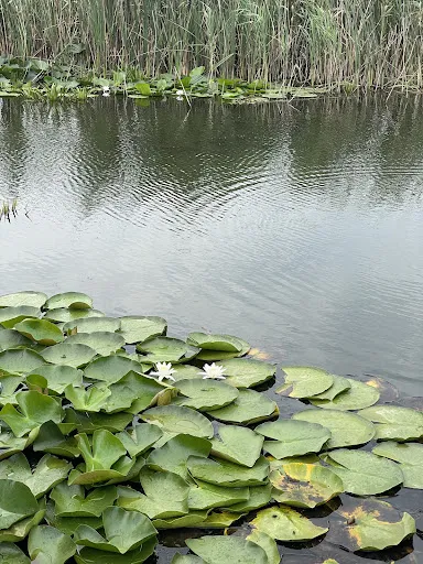 Foto recenzie