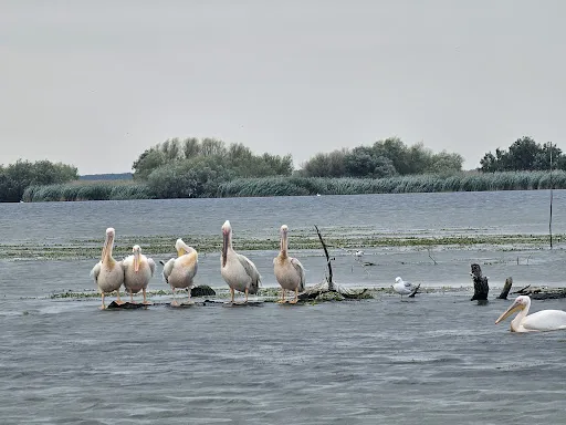 Foto recenzie