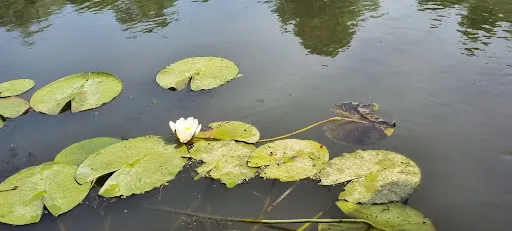 Foto recenzie